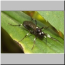 Achaius oratorius - Schlupfwespe w065b 13mm-fdet02.jpg